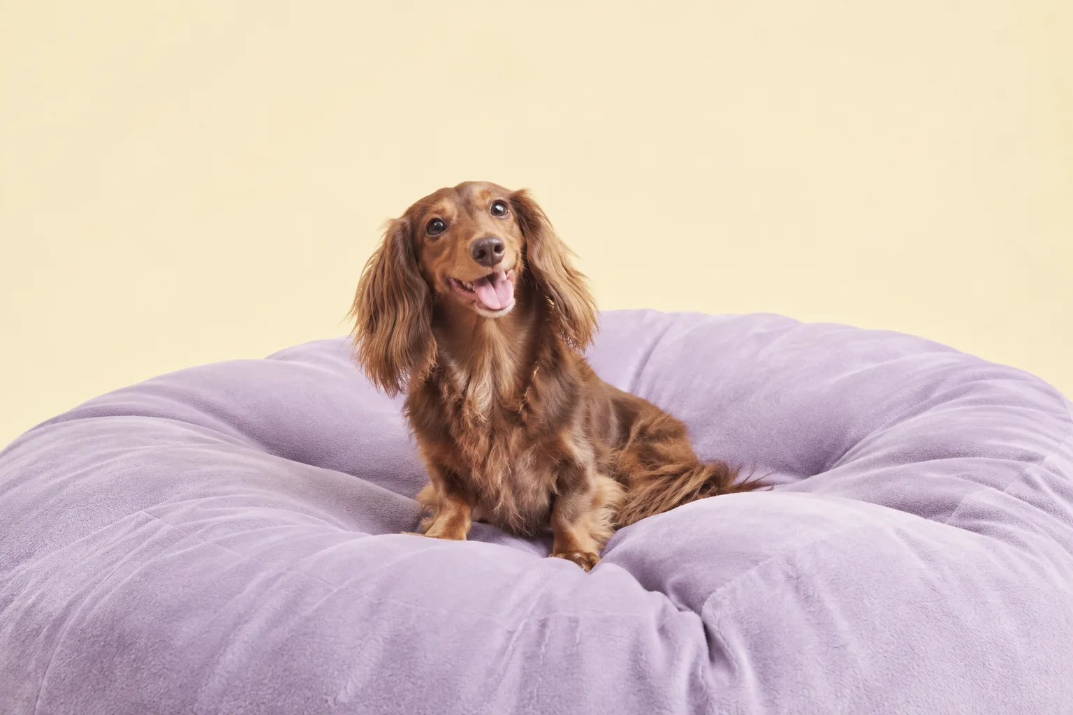 淡い紫のクッションに座る茶色の犬を描いたAIペット写真